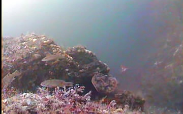 Flounder feeding